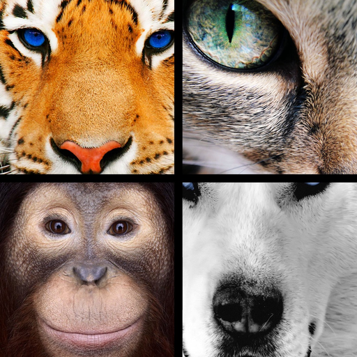Quiz Pic: Animals app icon
