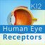Human Eye Receptors icon