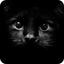 Simulator Find Cat icon