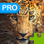 Big Cats Puzzle Pro - Forge The Jigsaw From Unscrambled Pieces icon