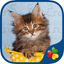 Cute Cats - Real Cat and Kitten Picture Jigsaw Puzzles Games for Kids icon