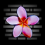 Photo Notes - detail your pics icon