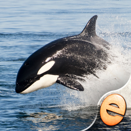 Orca Puzzles for Kids Free Jigsaw Wonder Edition app icon