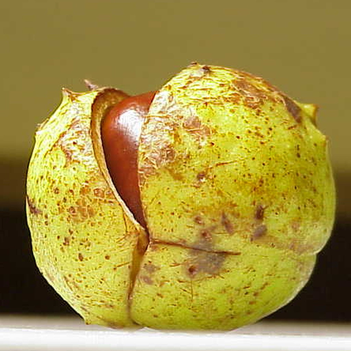 Kastanien App app icon