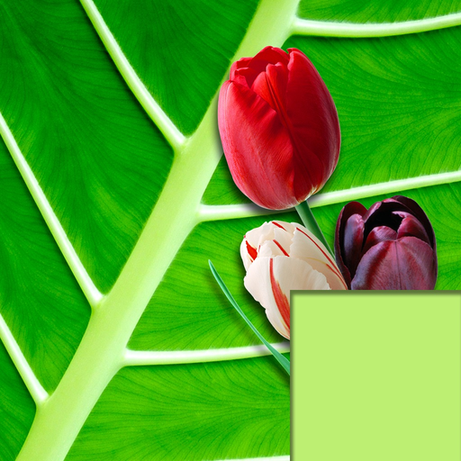 Language of Nature app icon