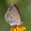 HK Butterfly Fans icon