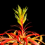 Air Plant Tilli-Cards icon