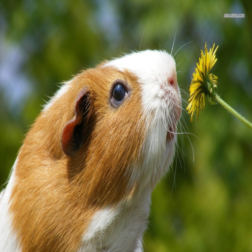 Guinea Pig Communicator app icon