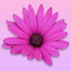 Lactation Exam Flashcards from Breastfeeding Outlook icon