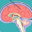 Hydrocephalus Procedure icon
