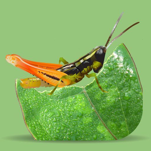 Grasshoppers of the Western US app icon