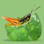 Grasshoppers of the Western US icon