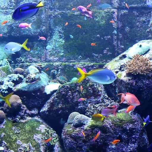 Real Aquariums HD app icon