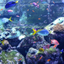 Real Aquariums HD icon