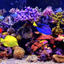 Amаzing Aquarium icon