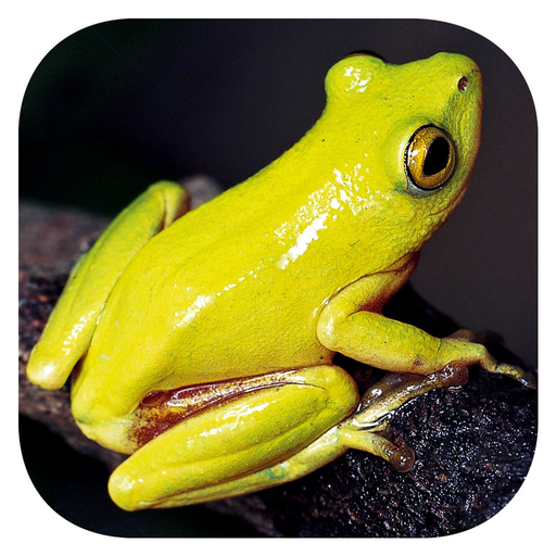 Frogs of Southern Africa app icon