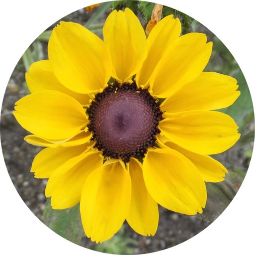 MesaExif app icon