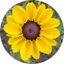 MesaExif icon
