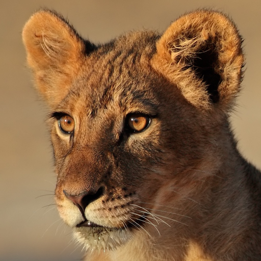 Wild Cats Sounds app icon
