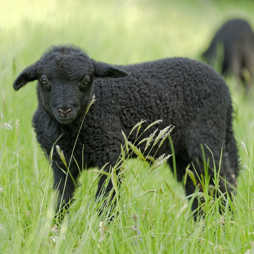 Farm Touch Sounds app icon