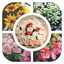 Grid Collage - Photo Art Collage - Photo Beauty - Picture Grid Collage icon