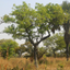East African Tree Planner icon