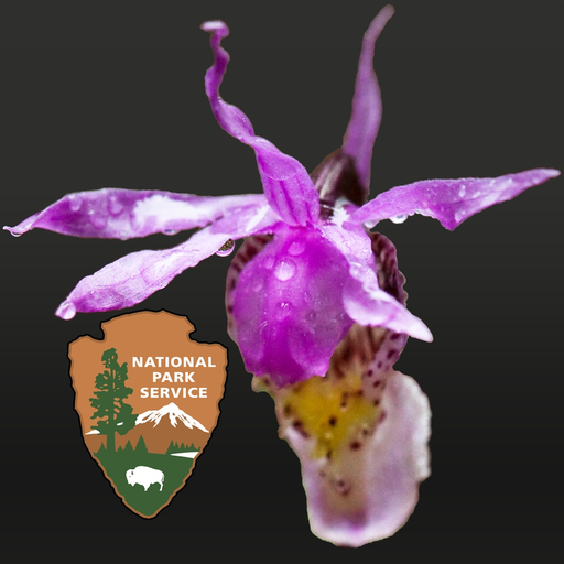 DenaliFlora Interactive Key app icon