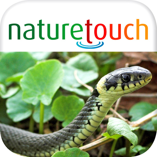 Schlangen, Eidechsen, Schildkröten bestimmen app icon