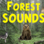 Forest Sounds icon