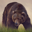 Bear Sounds! icon