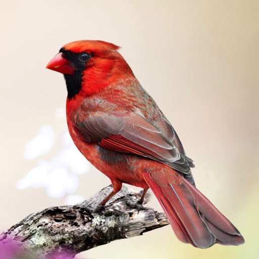 Cardinal Sounds app icon
