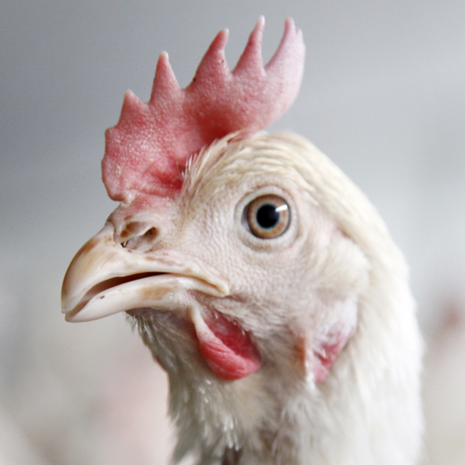 Chicken Sounds! app icon