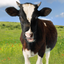 Cow Sounds! icon