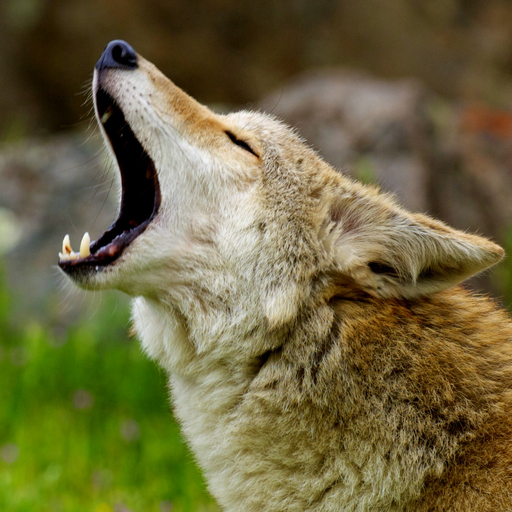 Coyote Sounds! app icon