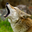 Coyote Sounds! icon