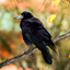 Crow Sounds icon