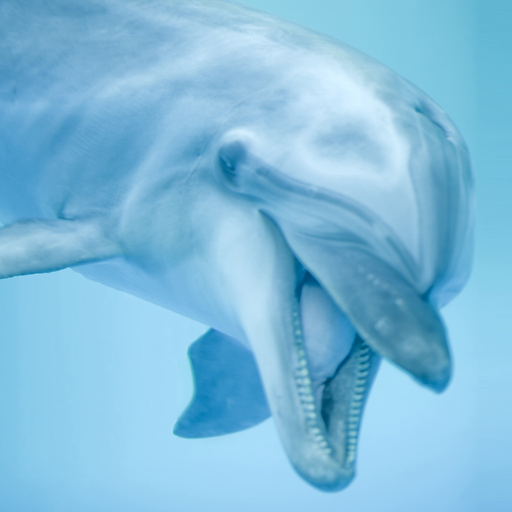 Dolphin Sounds! app icon