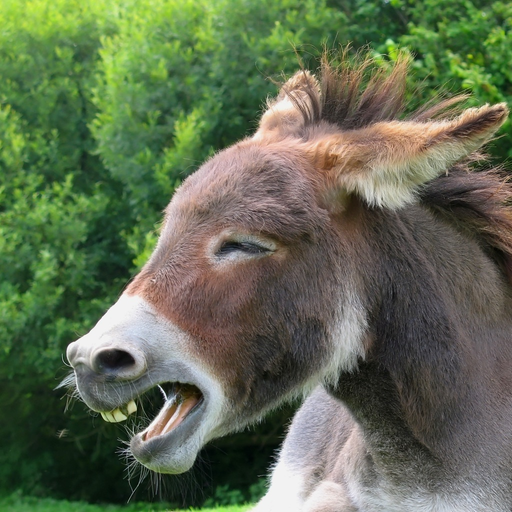 Donkey Sounds! app icon