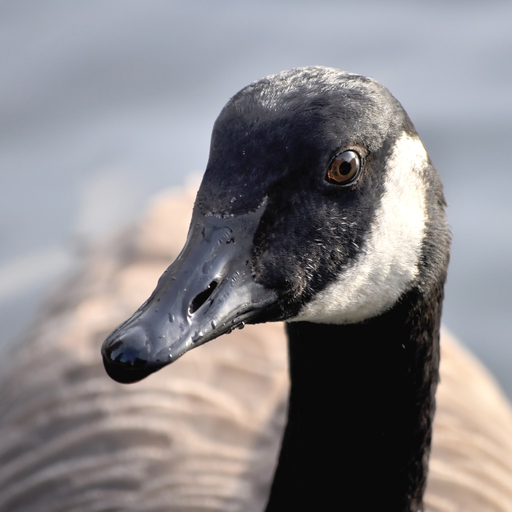 Goose Sounds app icon