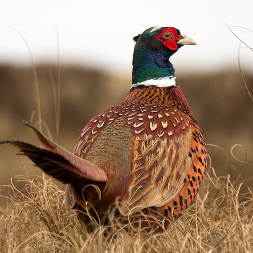Pheasant Sounds app icon