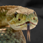 Rattlesnake Sounds icon