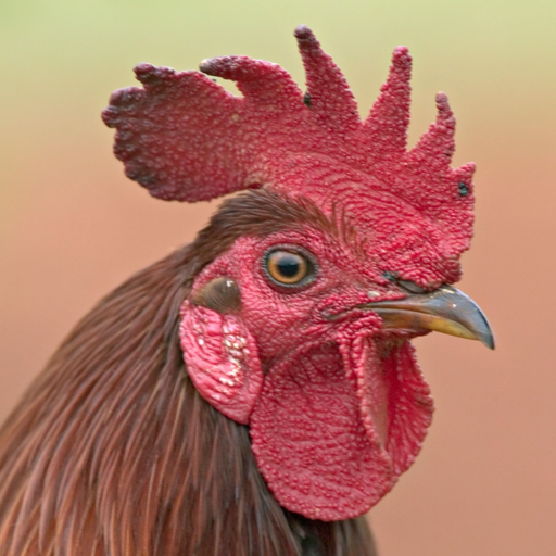 Rooster Sounds app icon