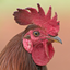 Rooster Sounds icon
