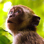 Monkey Sounds! icon
