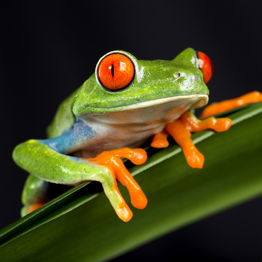Frog Sounds app icon