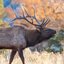 Elk Sounds icon