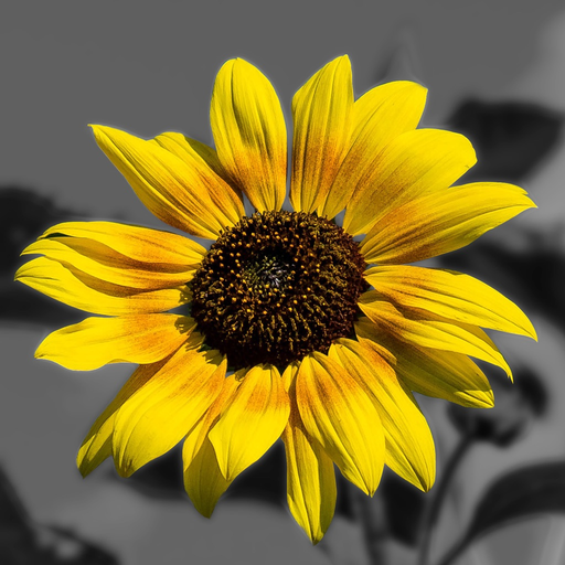 Splash of Color - Black & White Photo Grayscale Effect Editor for Instagram app icon