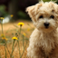 Pet Friendly Caravan Parks Australia icon