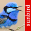 Bird Song Id Australia - Automatic Recognition icon