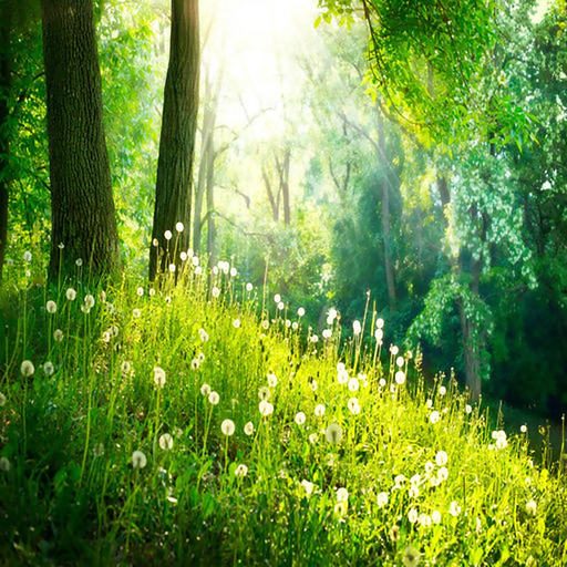 Nature Sounds: Relaxing Audio app icon